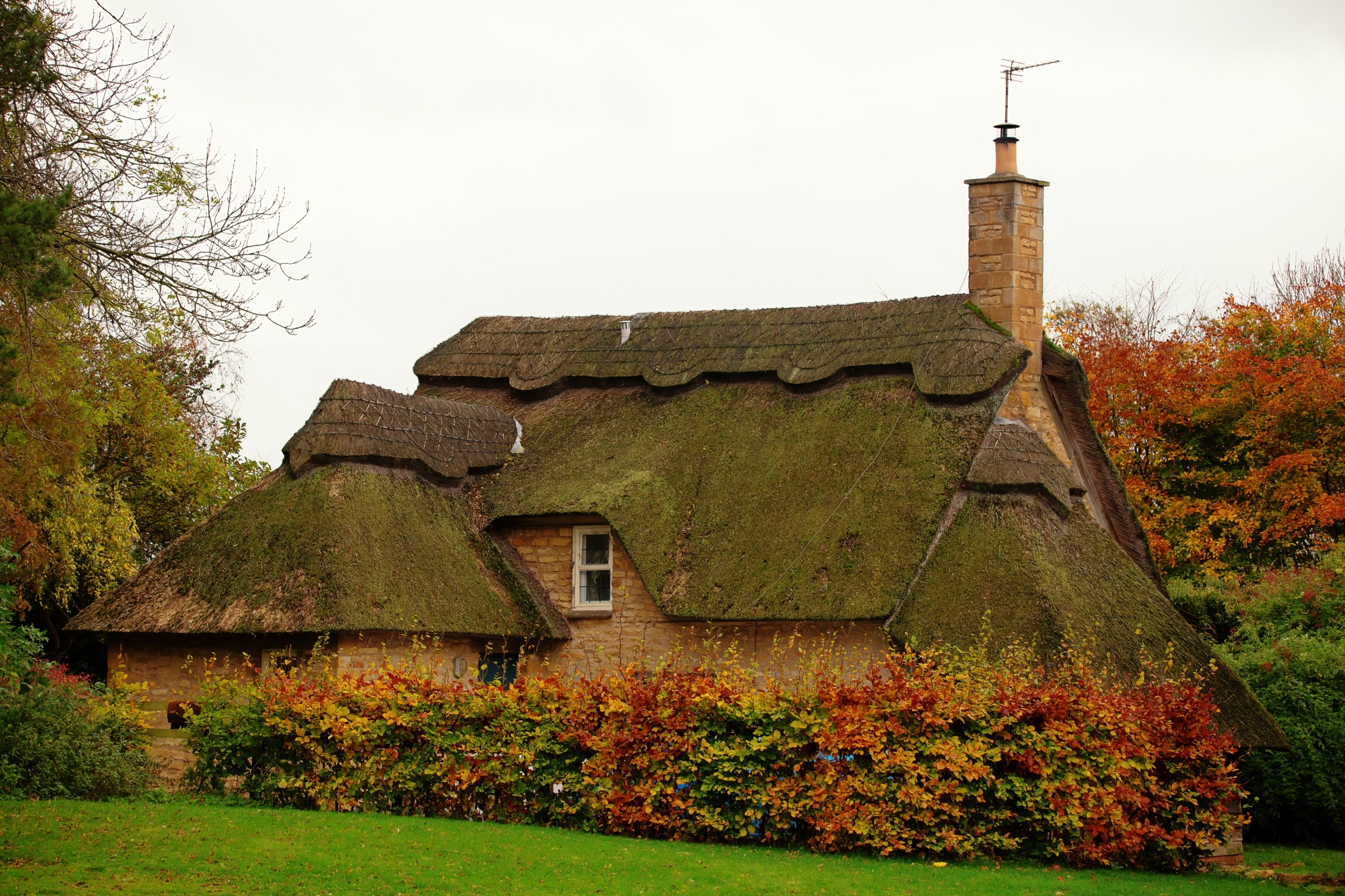 Thatched cottage surrounded by shrubbery